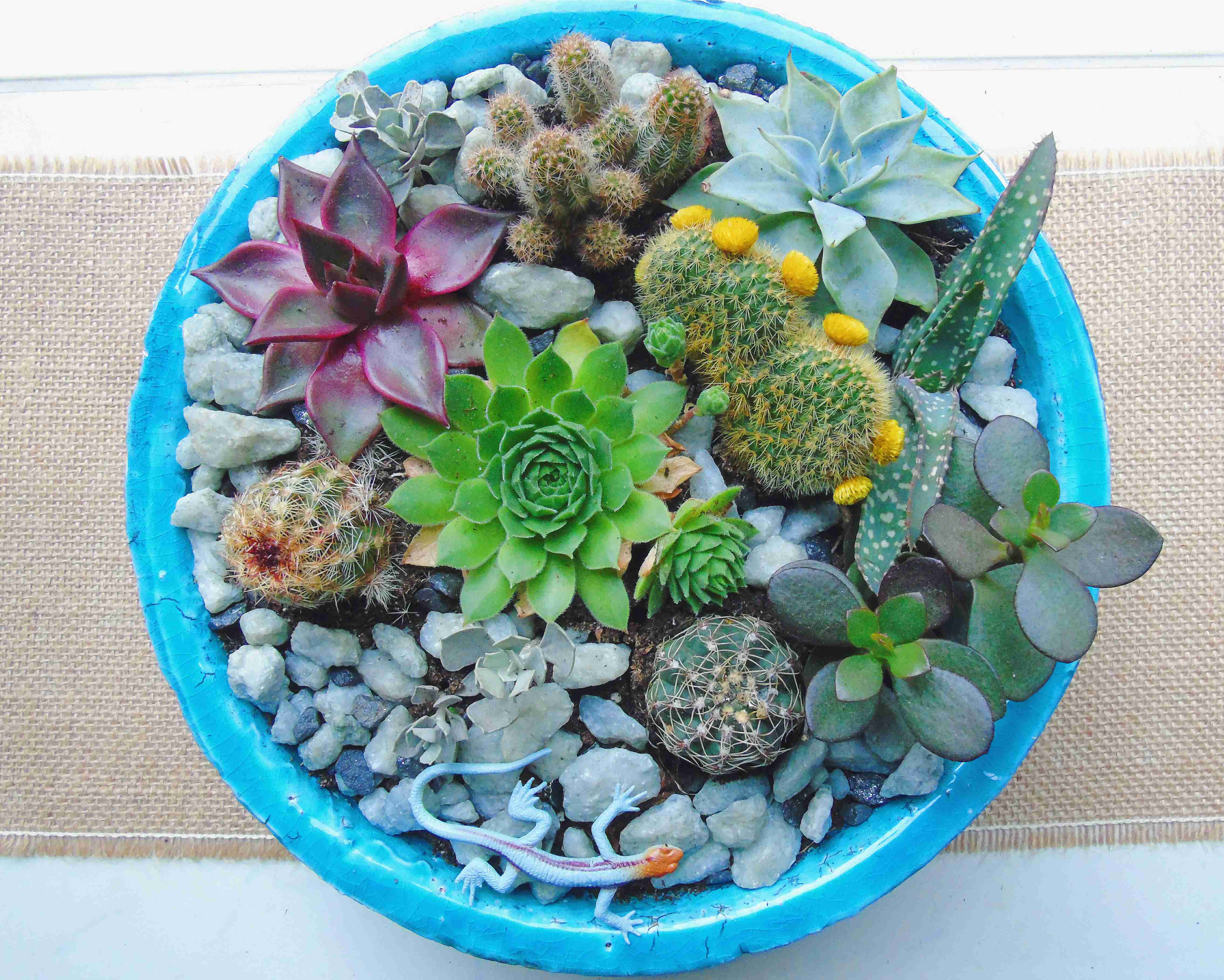 how to make a mini cactus garden