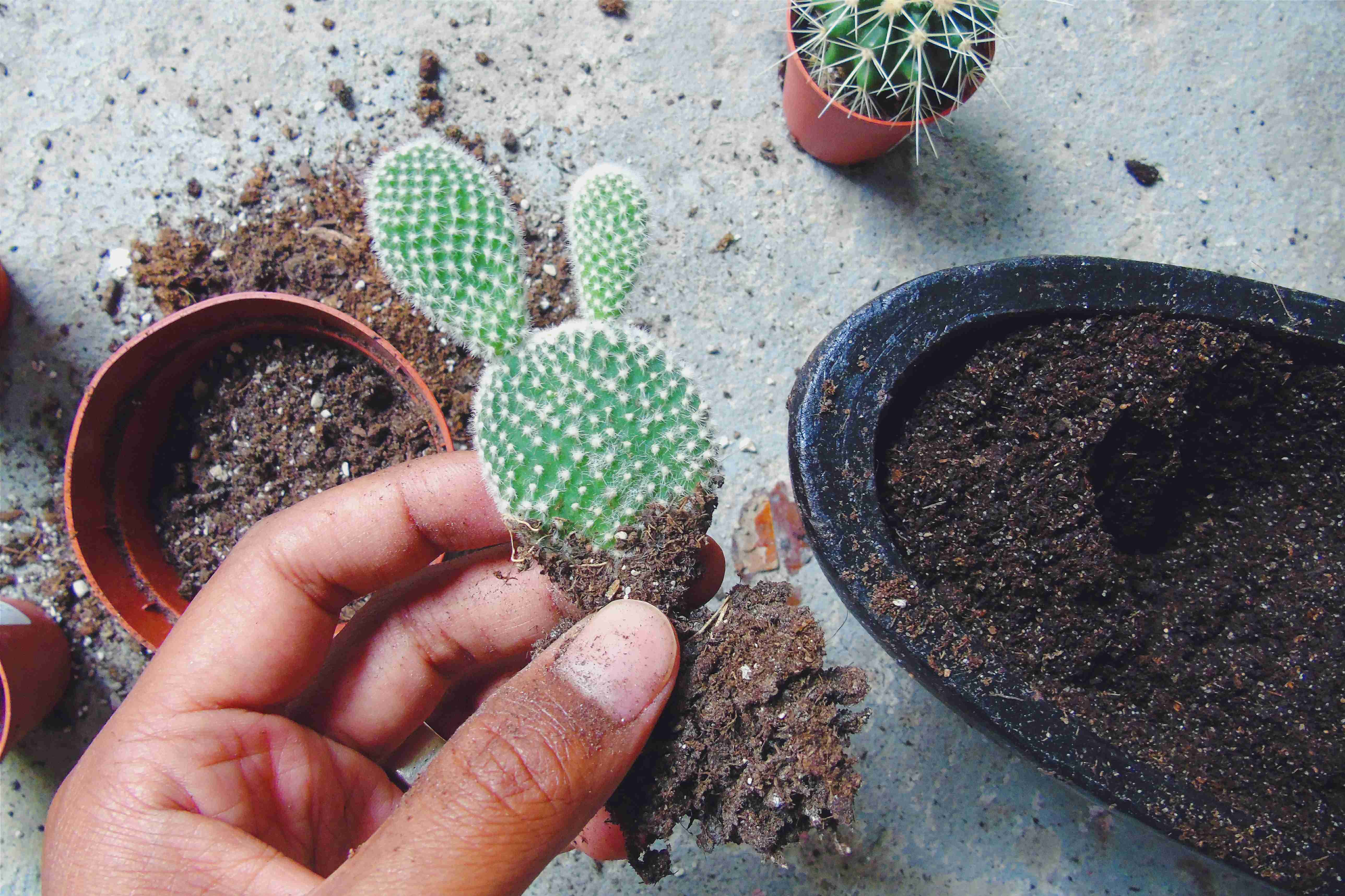 how to make a mini cactus garden